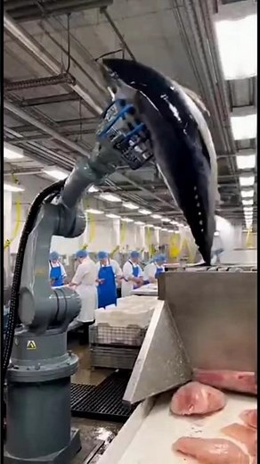 Fish Fillet Machine On Fire 🔥