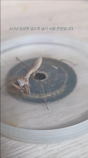 6령 암컷 왕사마귀 모기 참교육 #왕사마귀 #사마귀 #약충 #6령 #암컷 #익충 #곤충 #insects #bugs #모기 #해충