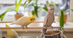 Adopter un oiseau domestique, l’erreur que font 80 % des adoptants et comment l’éviter