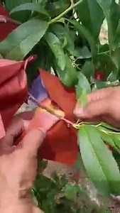 14M views · 10K reactions | Amazing skills of farmers | Myles Erlick | Facebook