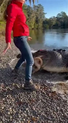Alligator Ambushes Dog on Waterfront Walk! 😱 #wildlife #pov #crocodile #alligator #dog