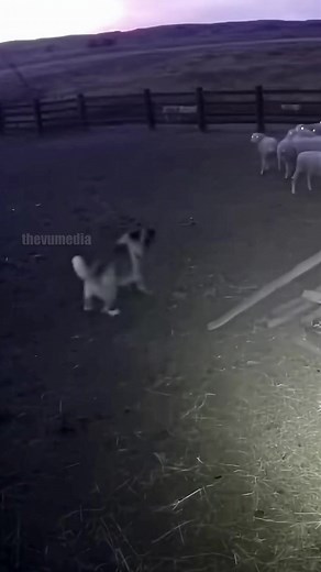Brave Ranch Guardian Dog Defies Lion to Save Sheep — Viral Clip Captivates the World In an astonishing security video that's exploding online, a courageous farm dog stared down a prowling lion that slipped through a perimeter gate on a secluded ranch last Thursday night. The clip, dated November 5, 2025, captures the lion growling mere yards from a flock of sheep, shielded by a chain-link barrier. Almost instantly, the dog — identified as a Great Pyrenees — rushes forward, howling aggressively a
