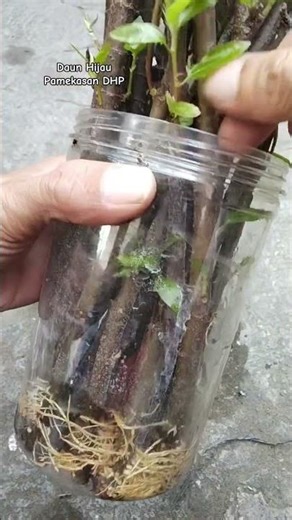 easy way to propagate and graft fig trees #figtree #gardeningtips #gardening #homeandgarden #cutting