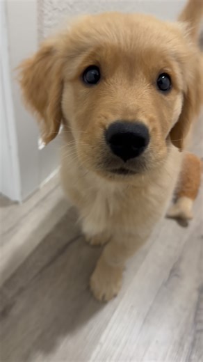 Mari, Neva & Sky 🦮🦮🦮 on Instagram: "BOOP. @dogsforbetterlives"
