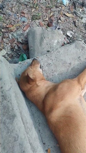 Cute Sleeping Dog in Beautiful Village 🌾 | Peaceful Rural ASMR & Relaxing Nature Sounds