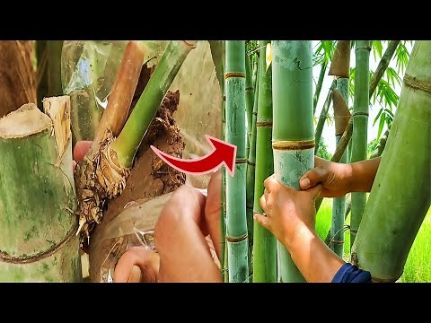 The easiest way to air layering bamboo.