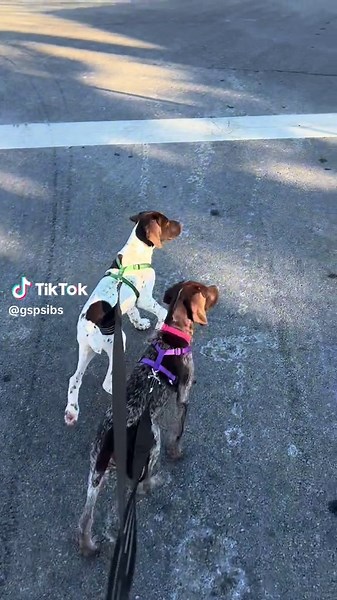 Leash Training a German Shorthaired Pointer