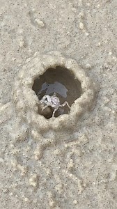 5.5M views · 26K reactions | This is how crab build it's home | Underwater Fishing life #fbreelsfypシ゚viral #viralshorts #fyp #virals #usa | Underwater Fishing life | Facebook