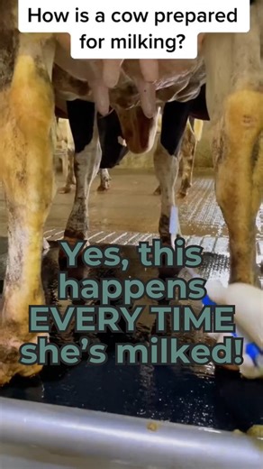 Ever wondered what the full milking process looks like? There’s quite a bit that happens even before the milker is put on! Every cow is prepared the same way every single time she’s milked. First her teats are cleaned, then dried, and checked to make sure everything looks healthy. Once she’s ready, the milking unit is gently attached. After she’s done, her teats are cleaned again with a post-dip to protect against infection. CLEAN and DRY keeps cows healthy, and keeps milk high-quality, safe, an