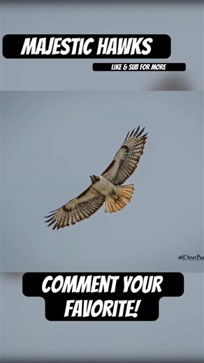 Can You Tell These 3 Hawks Apart? 🦅 Red-Shouldered vs Red-Tailed vs Cooper’s