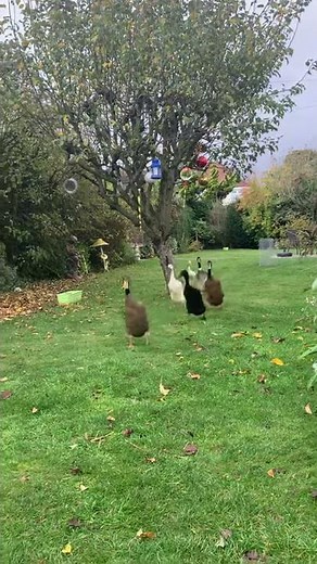 Indian Runner Ducks Come Running When They're Called