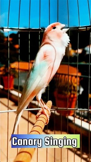 Canary Singing Training Video | Best Canary Singing | Canary Bird Sounds #galerikenariindonesia