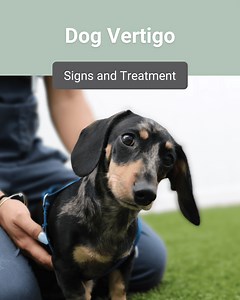 Dog Vertigo: Signs and Can It Be Treated | Southeast Veterinary Neurology