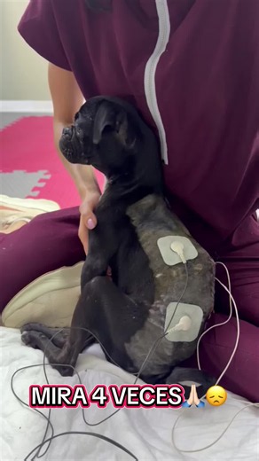 Bimba la pug: ayuda para rehabilitación y volver a caminar