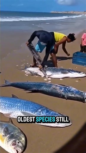 Atlantic Tarpon's Scale #dndx1 #fishing #animalfarming