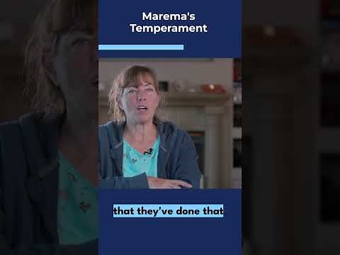 Maremma's Temperament