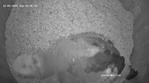 Leah obviously back to normal.. found the camera! 👀 Showed off her pretty wings.. and has been very active all day! She is going to be trouble this one! 🤣🤣🐣😬🥰❤️😍😛😂🎉 | Macaws And More