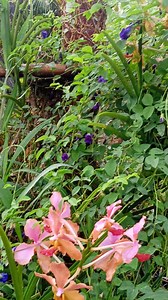 14K views · 1.5K reactions | Orchids and butterfly pea flower blue in garden is good herbal tea... #highlightsシ゚ #everyone #viewers#butterflypeaflower | Mar V Bernado | Facebook