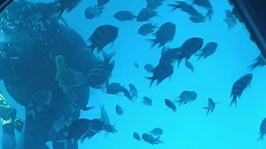 Diver uses a flipper to shoo away fish that would not leave him alone