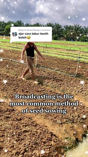 Replying to @Deniel Danyy @Active Agriculture Try this out fam!!😍 Reminder: different types of plant uses different types of sowing methods ya😎👨🏼‍🌾 #seed #seeding #seedsowing #broadcasting #agriculturemalaysia #petani #pertanian #播种 #菜心 #种植技术 #农业