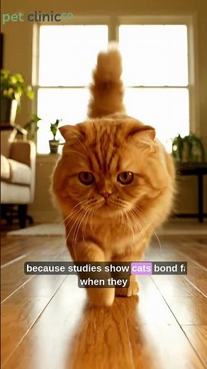 5 Scientific Ways to Get a Cat to Like You!