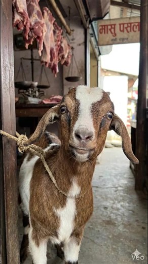 Understanding Goat Behavior in Stressful Situations