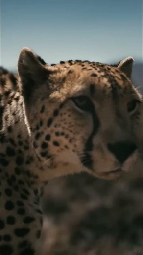 Cheetah vs. Formula E: The Ultimate Speed Showdown!