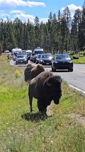 38 reactions | Yellowstone national park | Yellowstone National park | Facebook