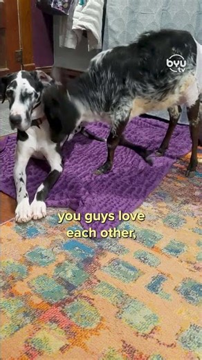 Dog and Cow BFFs! | Wizard of Paws | BYUtv