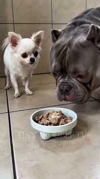The Chihuahua Wouldn't Stop Pranking the Bully! 😂