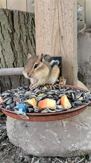 Baby Chipmunk, Now You See Me, Now You Don't! #shorts