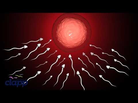The Journey of Life: Fertilization Process Explained (3D Animation)