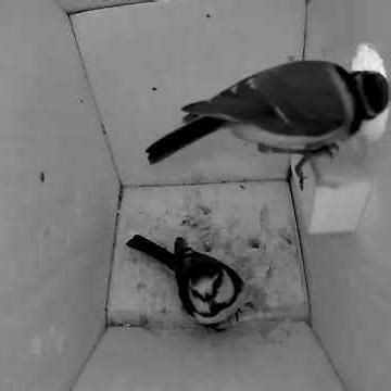 Endlich #blaumeisen in unserem #nistkasten - finaly a #bluetit in #nestingbox #nature 12-04-2026