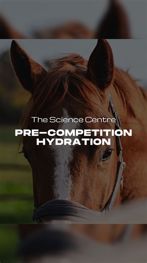 Water is one of the simplest needs a horse has - and one of the easiest to overlook. Consistent access to clean, fresh water supports everything from digestion and muscle function to temperature regulation and recovery. Every horse’s intake varies with climate, workload, and temperament, so we monitor it closely and adjust their management accordingly. It’s a small detail that makes a significant difference to their daily wellbeing and long-term health. | Scuderia 1918