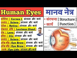 Human Eye | मानव नेत्र | Structure of Eye | Anatomy and physiology of eye | Function of Eye