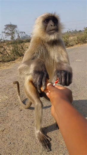 He Stood Up Just to Take the Biscuit 😳🐒!