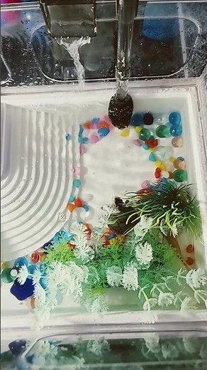 Setting Up a Baby Painted Turtle Habitat! #turtlewatching #babyturtles #turtletank