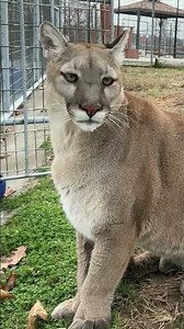 Cougars aren’t just powerful predators they’re phenomenal athletes capable of 18-foot vertical jumps
