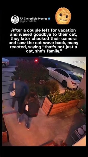 Cat Waves Goodbye After Owners Leave — Internet Can’t Handle It 😭 #wholesome
