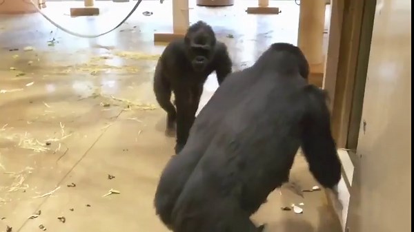 Very clear indication of gorillas having a "theory of mind". Theory of mind is the cognitive capacity to attribute a "mind" to other individuals, and to imagine what world looks like from their point of view.