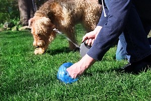 Dog Poop Disposal - Clean Water Services