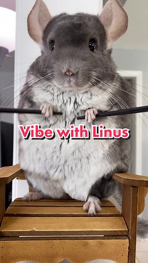 Dance with Linus: A Fun TikTok Moment