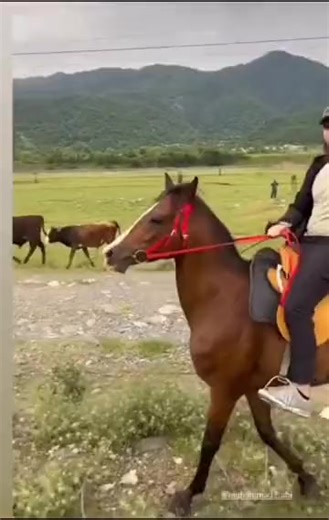 Exciting Horse Riding Adventures in Pankisi