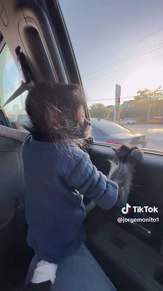 Jorgito el mono araña: Humor y diversión 🩵🐵