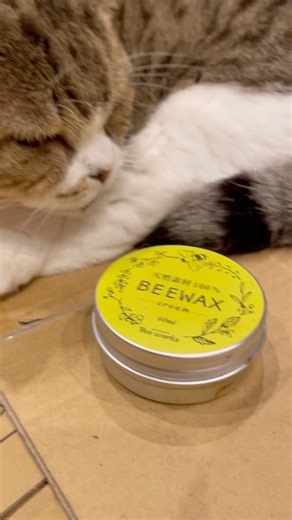 猫と主のお気に入り商品#ねこのいる生活 #猫好きさんと繋がりたい #cat #猫と暮らす＃天然素材100% 蜜蝋ワックス BEEWAX