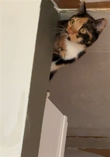 #fyp #cat #cattok #misbehaving