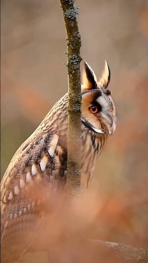 Discover the Enigmatic Beauty of Long-eared Owls in Their Natural Habitat 🦉