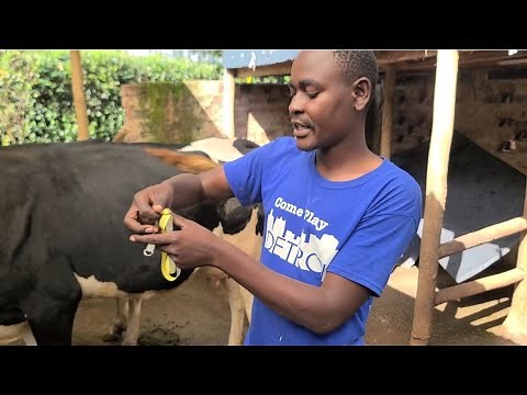 How to Determine Cow's Weight | You’ve Been Weighing Animals Wrong! The Tape Measure Tricks