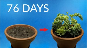 76-day kale growth time-lapse