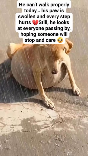 He can’t walk properly today… his paw is swollen and every step hurts 💔 Still, he looks at everyone passing by, hoping someone will stop and care 🥺 #InjuredDog #DogsOfFacebook #AnimalRescue #HopeForPaws #BeKind #DogLove | ViralVibe USA